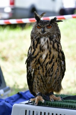 I nostri amici animali
